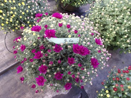 Chrysanthèmes en coupe