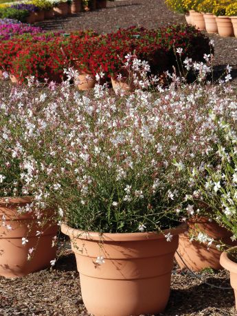 Gaura Karalee white pw (Vivace)