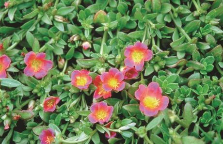 Portulaca