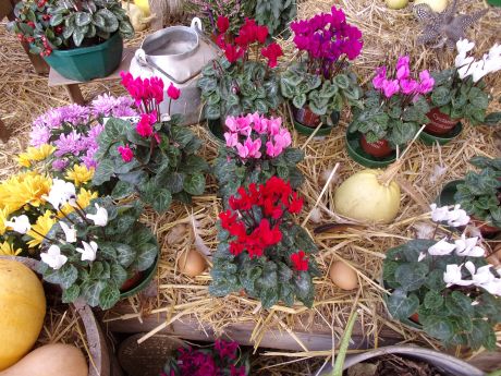 Petit cyclamen