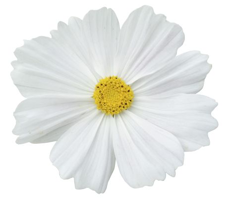 Cosmos Casanova white