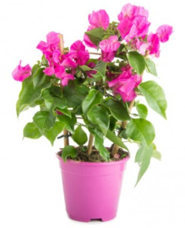 Bougainvillier (gros pot)