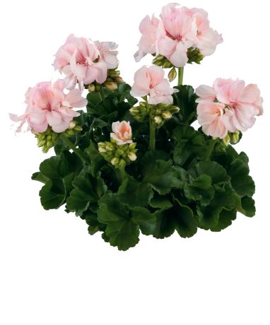 Géranium Zonal Smart light pink rose saumon clair