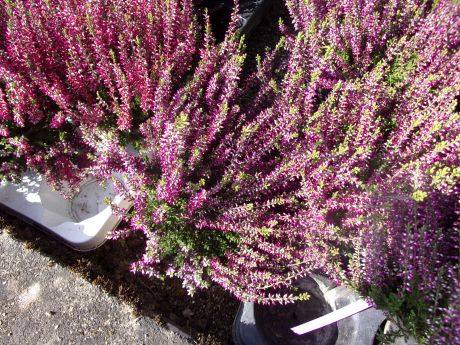 Calluna pot de diamètre 12