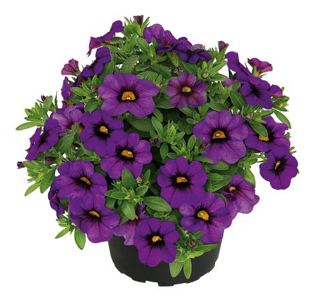 Pétunia calibrachoa  bleu (bouture)