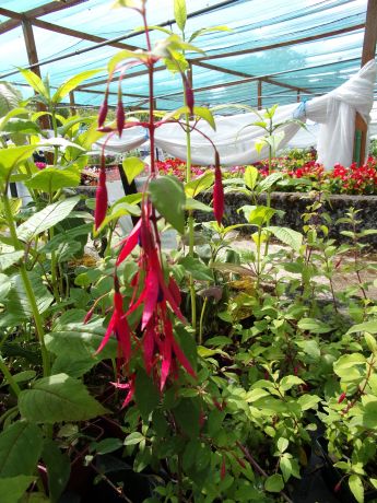 Fuchsia vivace