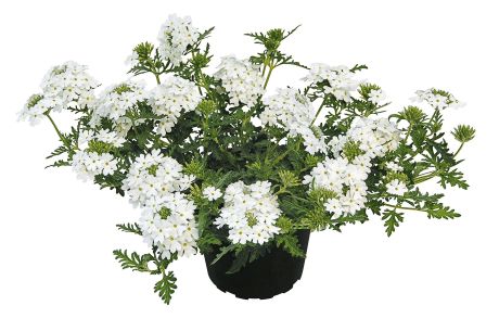 Verveine rampante blanche (gros pot)  