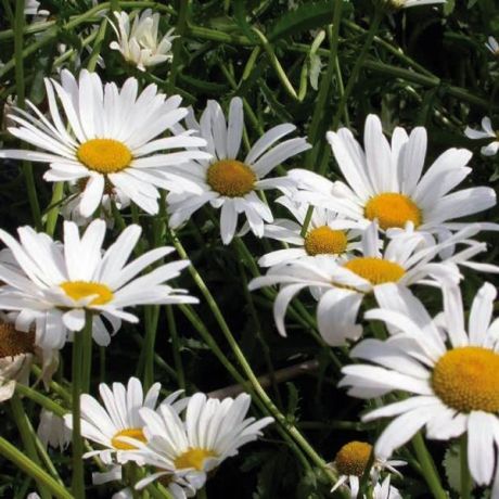 Leucanthème haut (Margueritte)