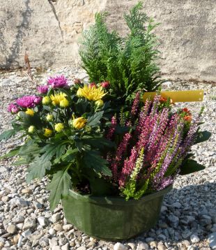 Coupe 4 grandes plantes 