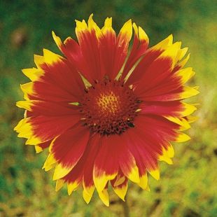 Gaillarde Aristata Arizona sun