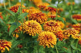 Zinnia swizzle rouge et jaune 