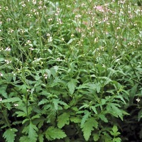 Verveine citronnelle