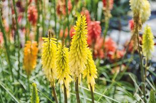 Kniphofia jaune (petite taille)