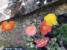 Papaver varié