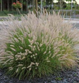 Pennisetum alopecuroïdes viridis