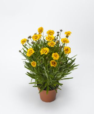 Coreopsis Grandiflora Andiamo yellow red