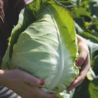 Chou coeur de boeuf