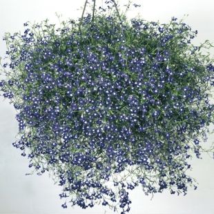 Lobelia Erinus Pendula saphir 