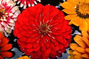 Zinnia nain  Elegans Mondo red