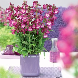 Penstemon magenta