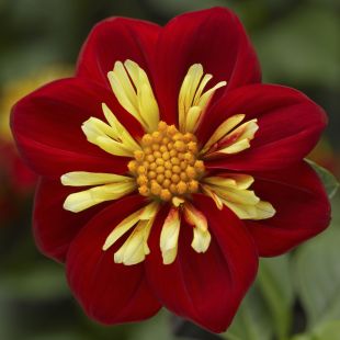 Dahlia Nain Goldalia scarlet