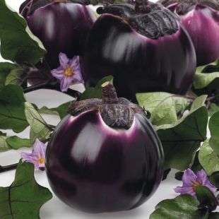 Aubergine ronde violette