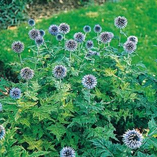 Echinops bleu