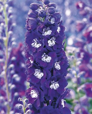 Delphinium haut bleu foncé et blanc