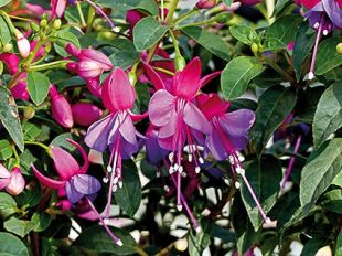 Fuschia retombant  rose et 