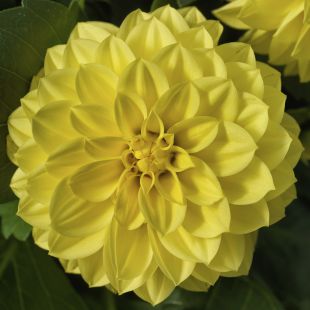 Dahlia Nain Grandalia yellow