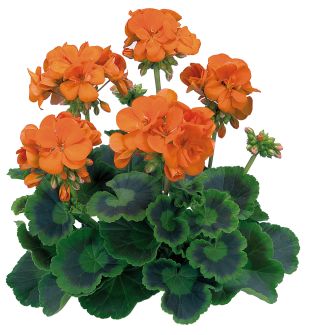 Géranium Zonal Trend Emilia orange