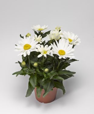 Leucanthème nain (Marguerite) 