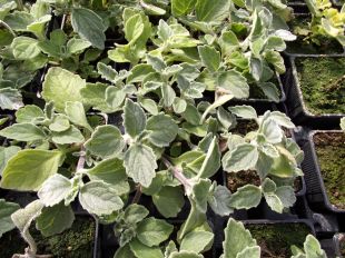 Plectranthus Rampant