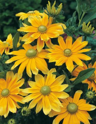 Rudbeckia Hirta Prairie sun