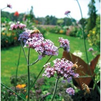 Verveine Bonariensis