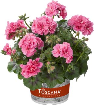 Géranium Lierre Double Primo erke rose clair