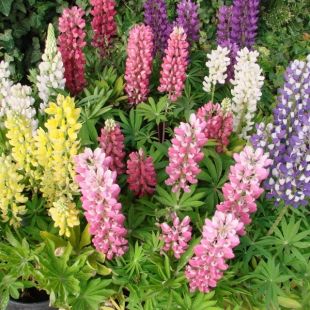 Lupin Polyphyllus mélange