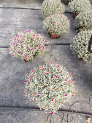 Santoline grise avec fleurs