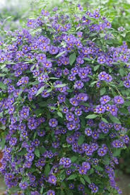 Solanum fleur bleue