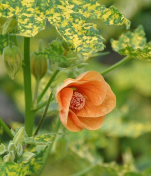 Abutilon  Panaché, feuille jaune et verte