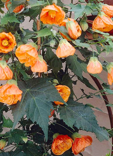 Abutilons orange