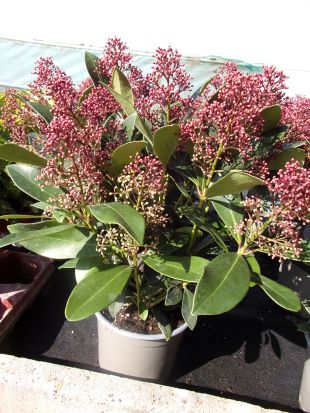 Skimmia gros pot