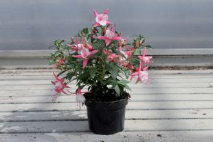 Fuschia retombant  rose et blanc