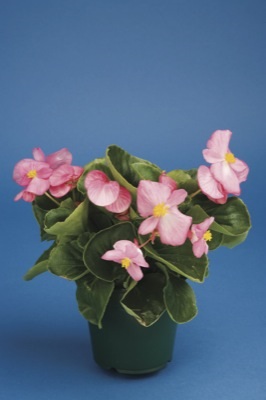 Bégonia Semperflorens Lotto rose