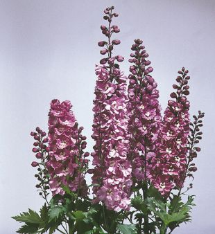 Delphinium haut rose et blanc