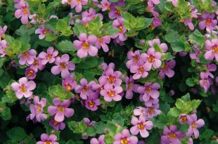 Bacopa rose