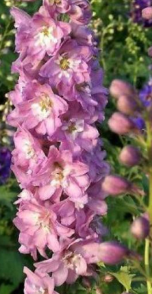 Delphinium nain rose et blanc