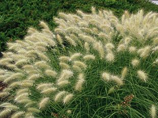 Pennisetum Villosum