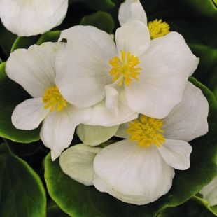 Bégonia Semperflorens blanc feuille verte