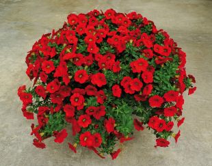 pétunia calibrachoa rouge  (gros pot)